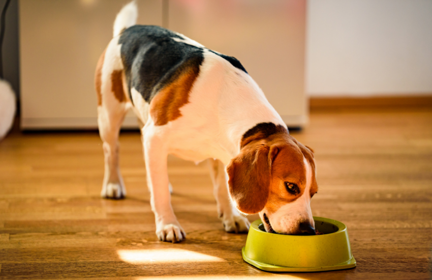 perro beagle, beagle, perro beagle comiendo