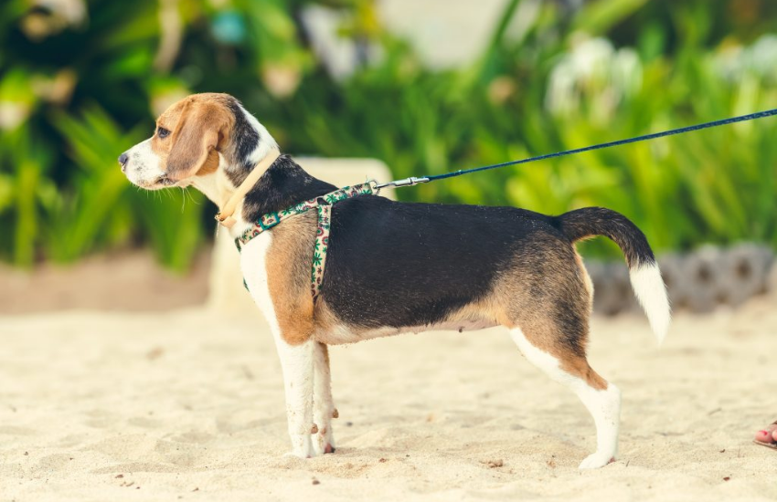 No encadenes a tu perro, Perro beagle, beagle, perros beagle, comprar perro beagle, adoptar perro beagle, adoptar beagle, comprar beagle