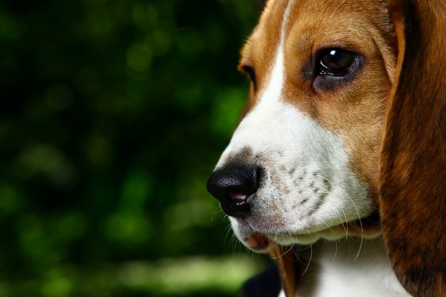 perro beagle pensativo