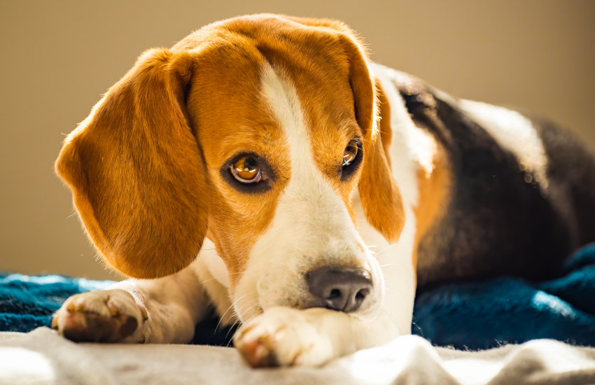 pure breed beagle, beagle original, real beagle