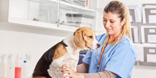 Perro Beagle en Veterinario