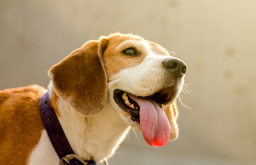 purebred beagle, original beagle