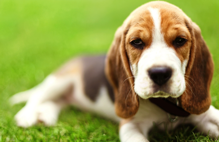 Cachorro Beagle puro, Beagle bebe puro