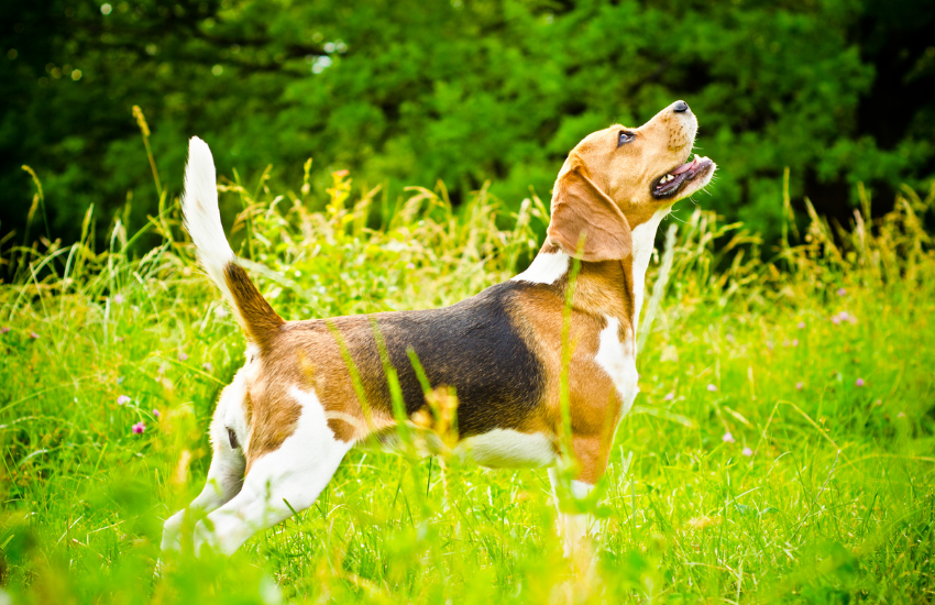 Perro Beagle Puro, perro Beagle cola blanca, caracteristicas perro beagle puro
