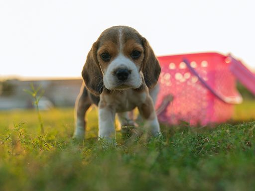 Cachorro de Beagle