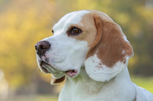 Perro Beagle Limón rostro