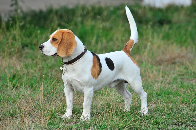 Perro Beagle en estado alerta
