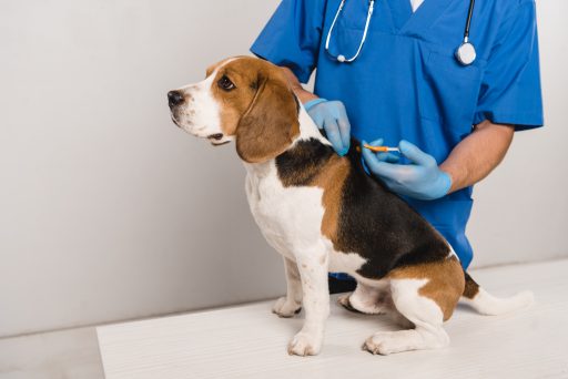 Perro Beagle en el Veterinario