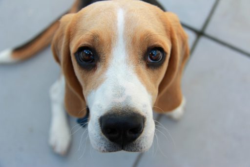 Beagle, mamífero, perro, pasto, rostro, tricolor