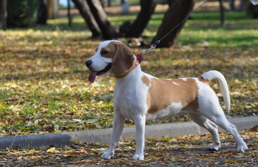 real beagle dog, purebred beagle dog