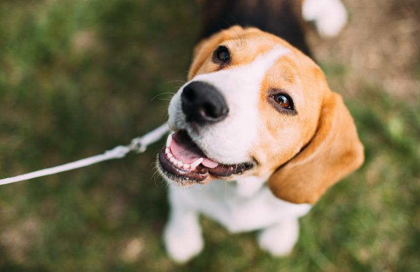 Perro beagle, beagle, perros beagle, comprar perro beagle, adoptar perro beagle, adoptar beagle, comprar beagle