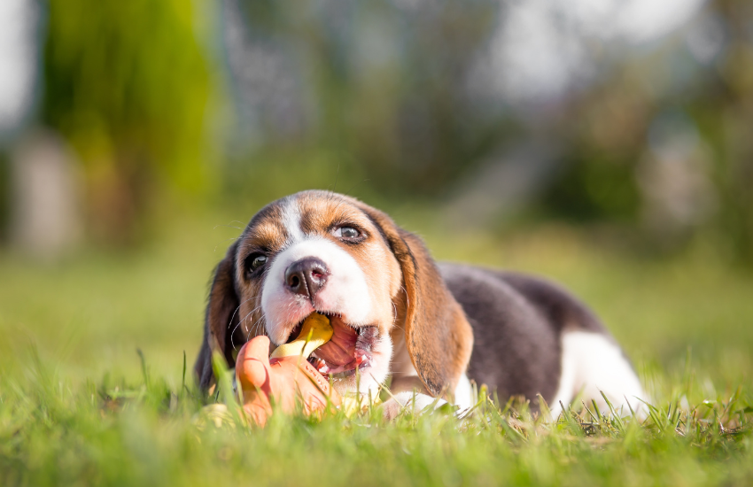 cute beagle, tricolor beagle, beagle dog