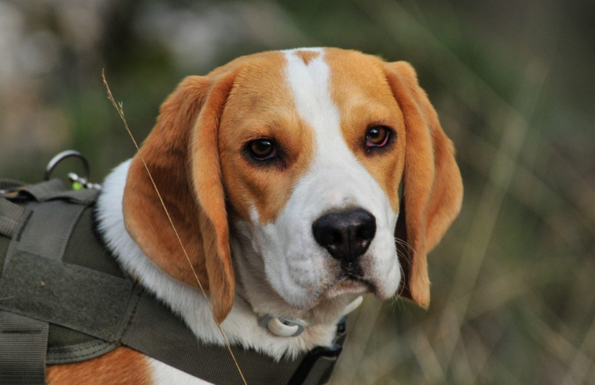 Perro beagle, beagle, perros beagle, comprar perro beagle, adoptar perro beagle, adoptar beagle, comprar beagle