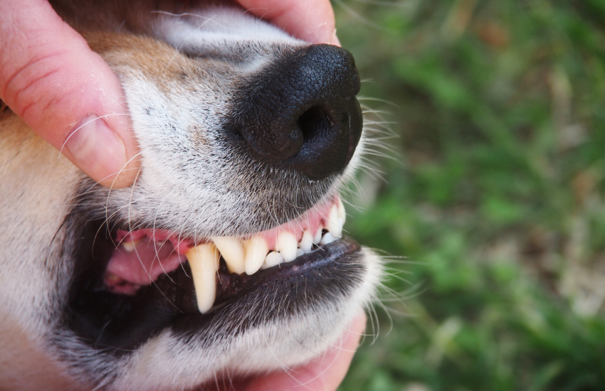 dientes de perro, dientes perro beagle, como son los dientes de perro, colmillos de perro