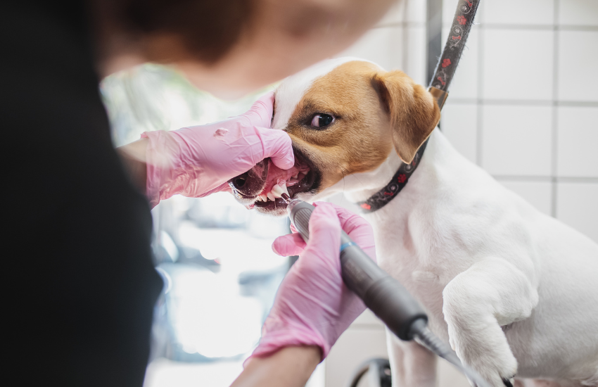 limpieza de dientes en perros, limpieza dental en perros, limpiar dientes perro