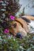 mamífero, perro, flores, acostado, beagle